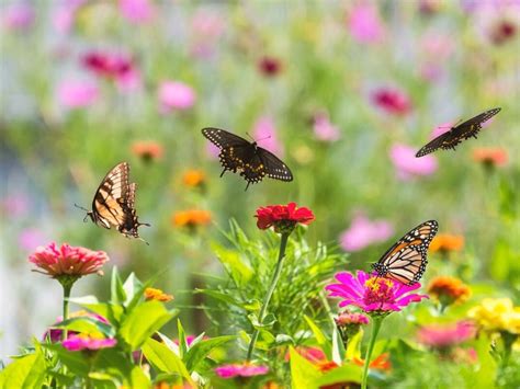 Nature's Illusion: How Flying Butterflies Blend In and Stand Out